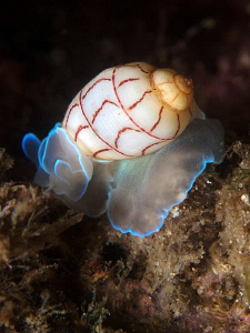 Red-lined Bubble-shell, Bullina lineata. Nelson Bay by Doug Anderson 